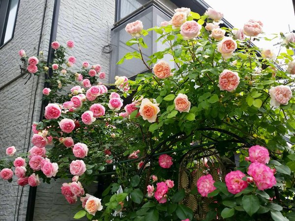 Hội yêu hoa hồng và chia sẻ cách chăm sóc hoa hồng