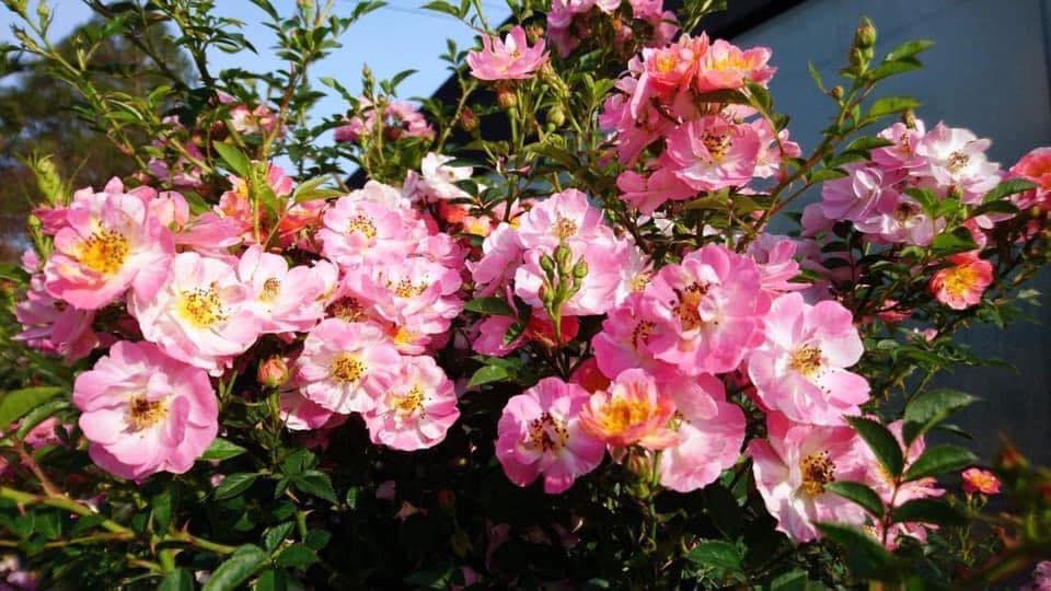 ???? Hội yêu hoa hồng vui vẻ ????