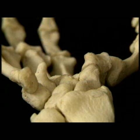 Orthopaedic Reference