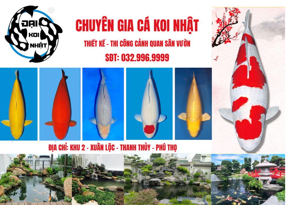 Thi Công Cảnh Quan - Sân Vườn - Hồ Cá Koi + Cá Koi Nhật Bản (Đại Koi Nhật)