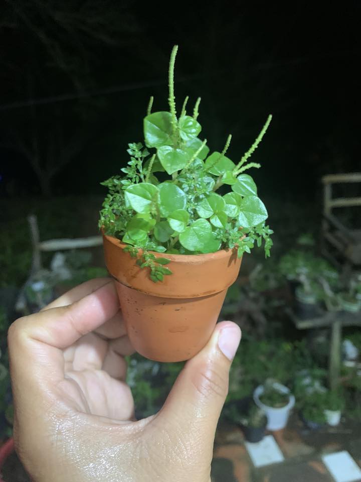 Bonsai Thiên Nhiên