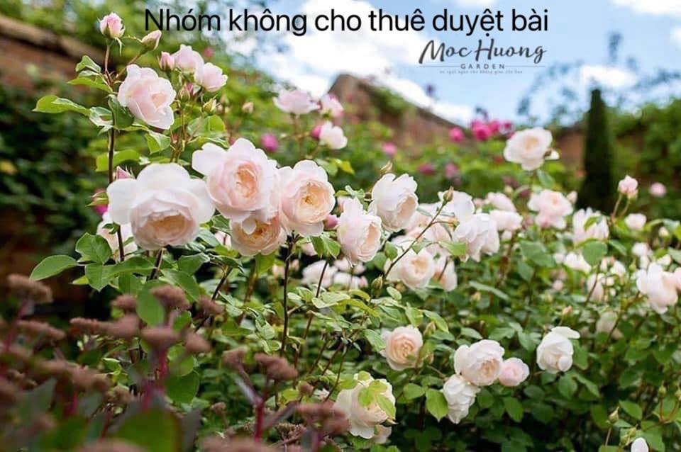 CLB YÊU HOA HỒNG - CÁCH CHĂM SÓC HOA HỒNG ✅