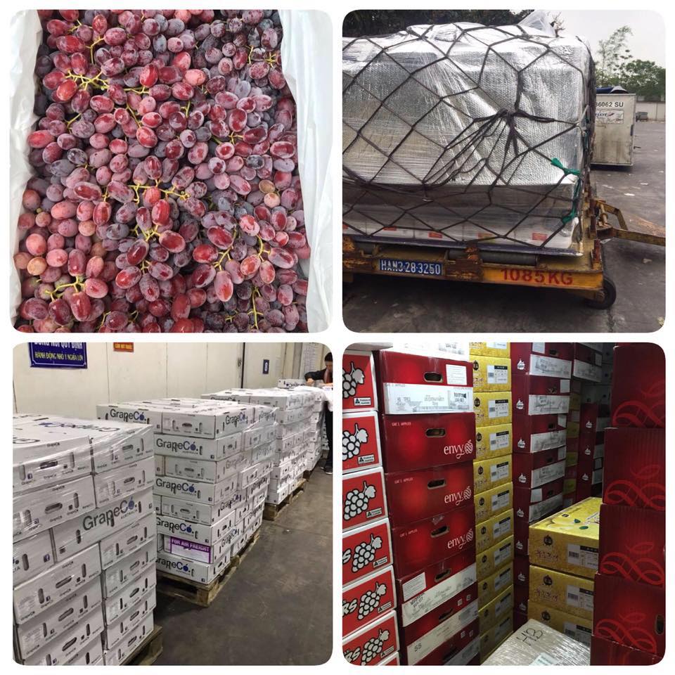 ✅Chợ Đầu Mối Trái Cây Nhập Khẩu & VIETGAP