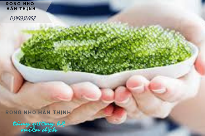 Rong Nho HÂN THỊNH - Tổng Đại Lý Phân Phối Rong Nho Khánh Hòa