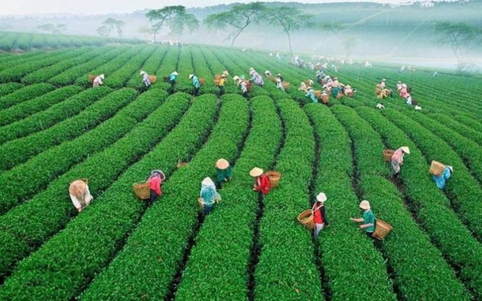 Du lịch Bảo Lộc (tìm Homestay, Khách sạn, checkin, ăn uống, coffee...)