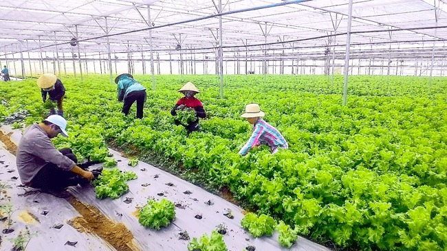 CLB Khởi Nghiệp Nông Nghiệp Việt Nam