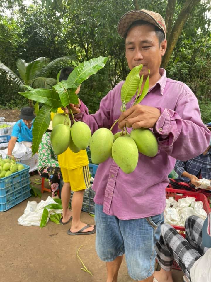 Hội Trồng Xoài Cát Chu Cao Lãnh