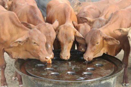 Zimbabwe Cattle Farmers Union