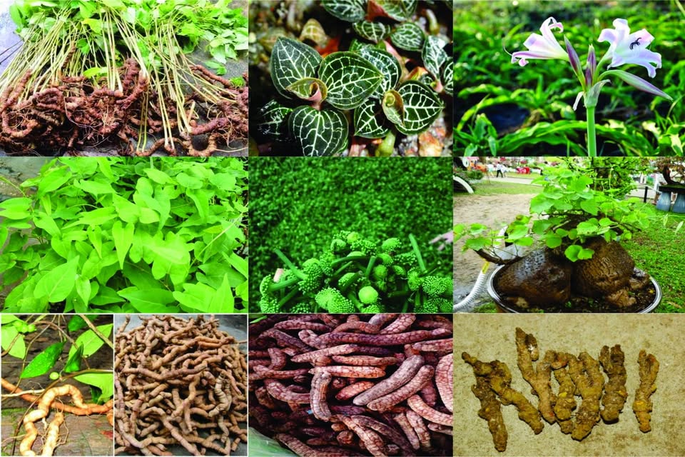 CHỢ SỈ DƯỢC LIỆU - RƯỢU & ĐỒ NGÂM RƯỢU