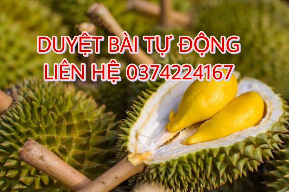 HỘI SẦU RIÊNG MIỀN ĐÔNG ( BÌNH PHƯỚC + ĐẮK LẮK )