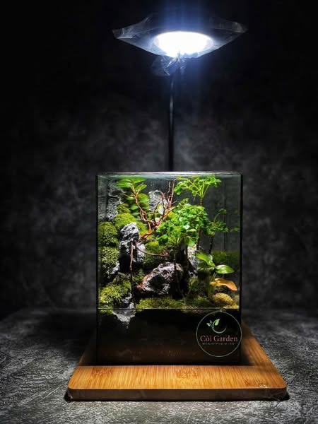 Còi Garden, Terrarium, Thủ Đức