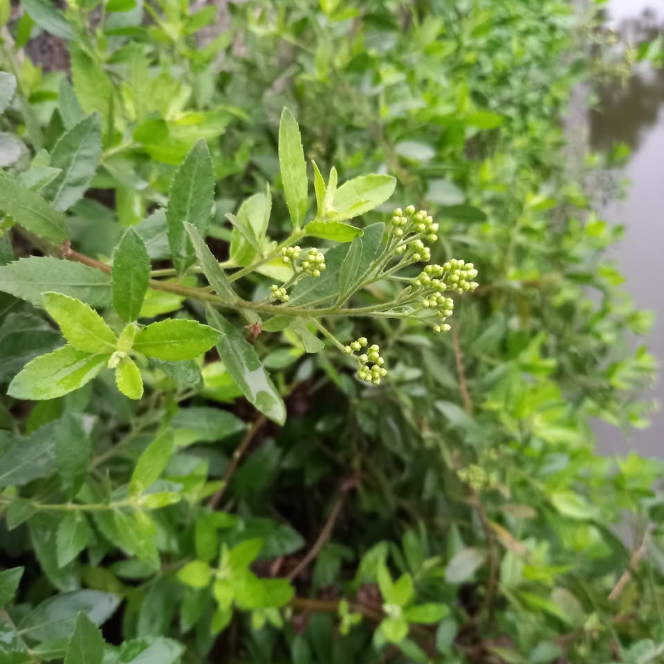 Hội dược liệu Việt Nam