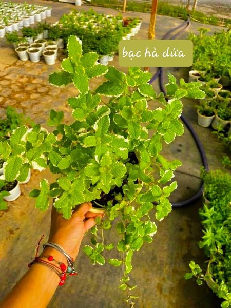 Hiền's Garden - Khu Vườn Trên Sân Thượng