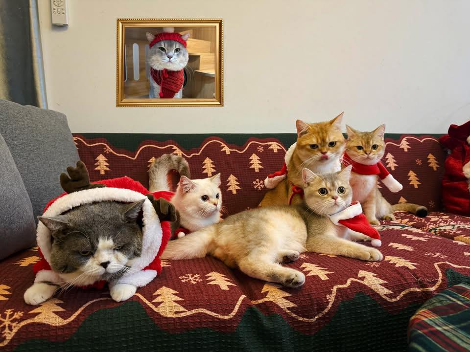 Chiếc mèo tên Sói