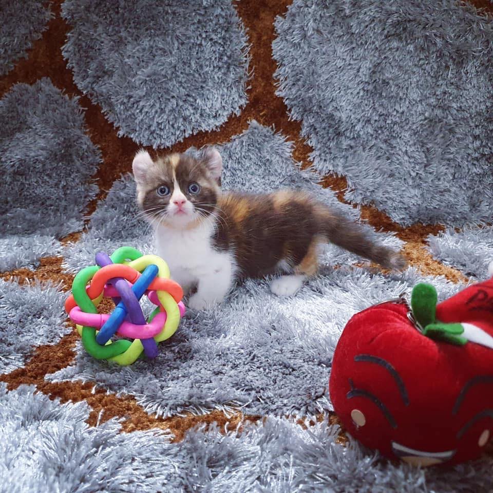 Mèo Anh Lông Ngắn Hcm