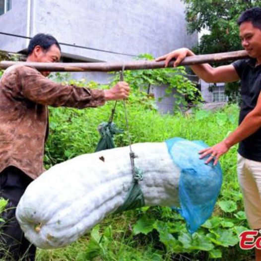 Phân Bón Dasshu-Kích Rễ, Bung Đọt, Phục Hồi Cây Trồng
