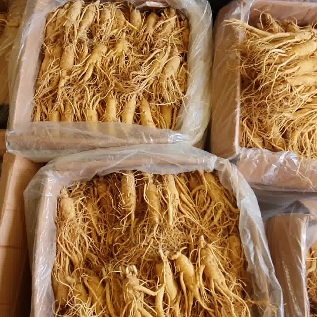 KIV - Nhân Sâm Hàn Quốc cho mọi nhà