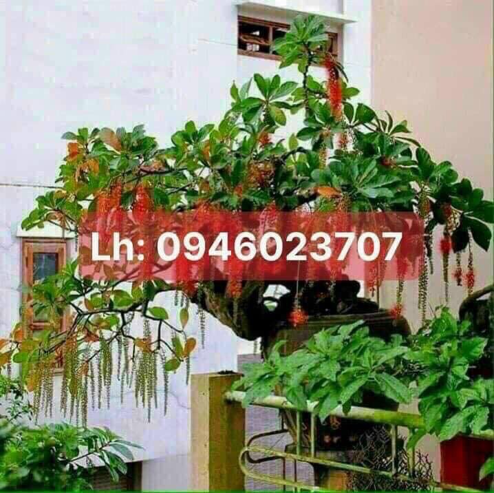 Mua Bán Nhà Đất Giá Rẻ Quận Hải An Hải Phòng