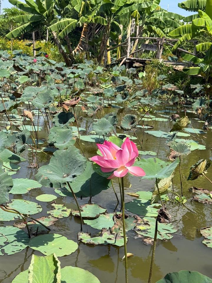 Hội Mua Bán Tphcm - KHÔNG TÍNH PHÍ