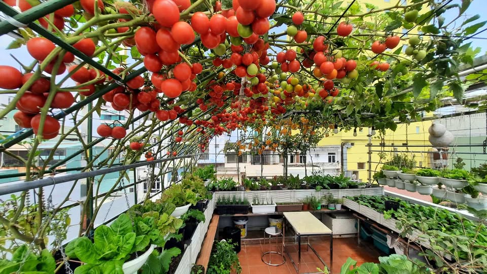 HỘI ĐAM MÊ TRỒNG RAU SẠCH TẠI NHÀ