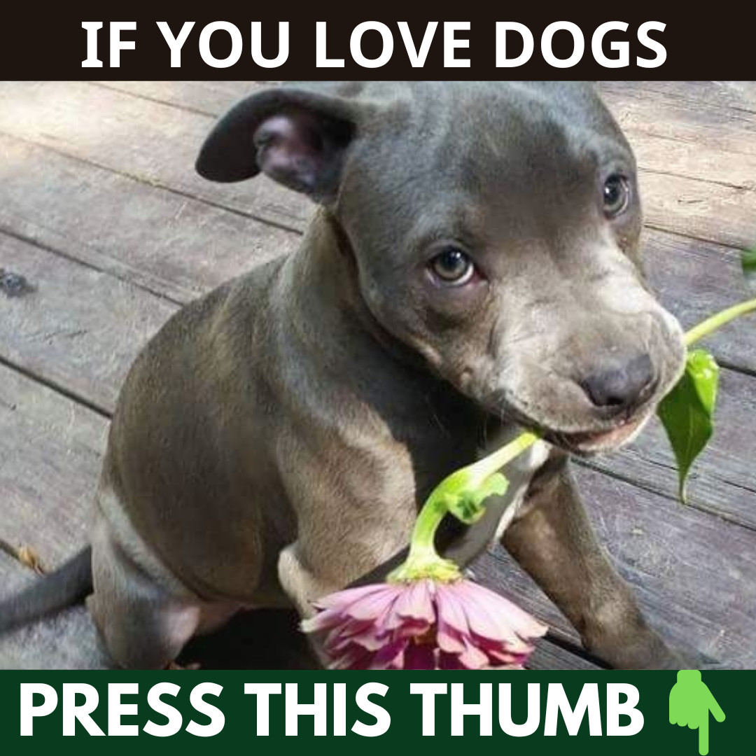 Canine News