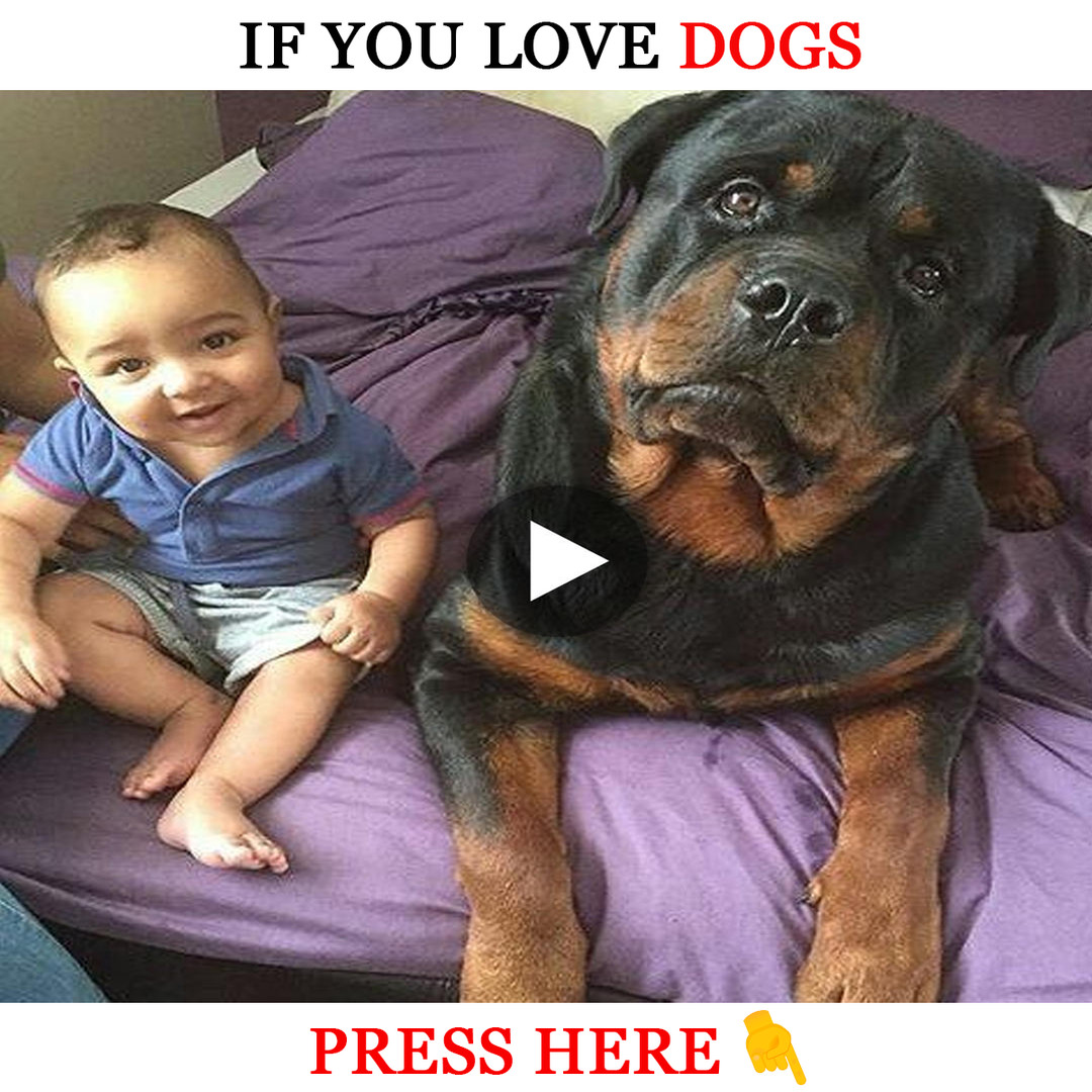 The Happy Dogs