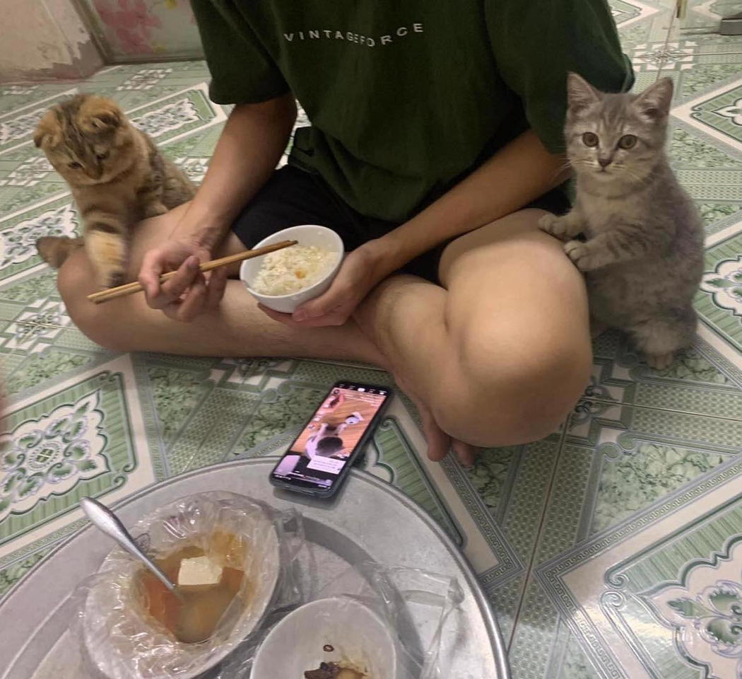 Dumb Cats