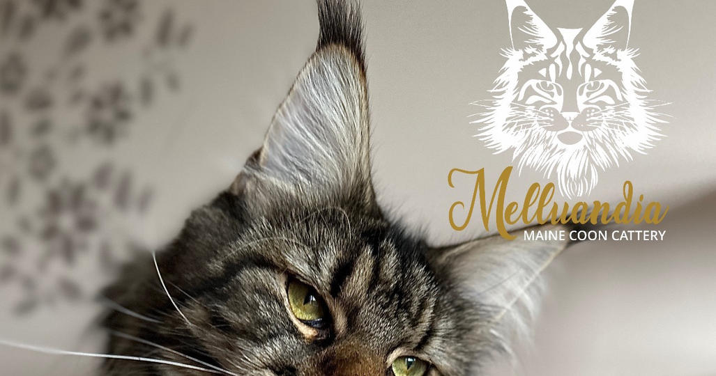 Melluandia PL Maine Coon Cattery