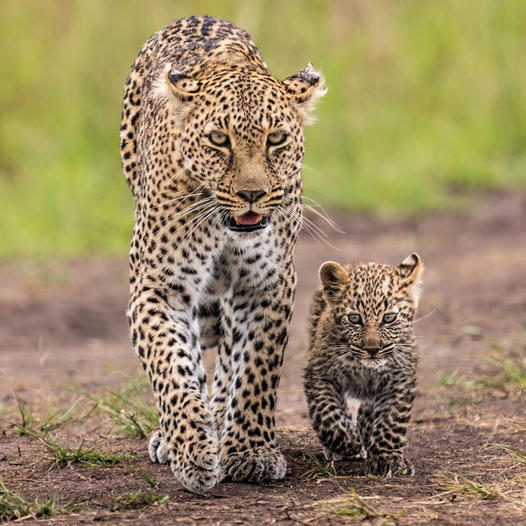 Love Animals
