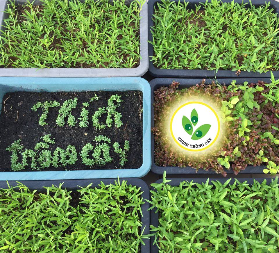 THÍCH TRỒNG CÂY