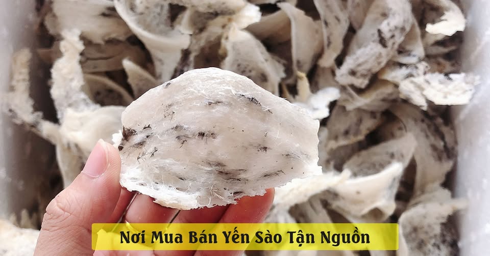 CHỢ MUA BÁN YẾN SÀO VIỆT NAM