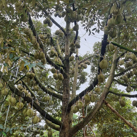 Vật Tư Nông Nghiệp Bích Trâm