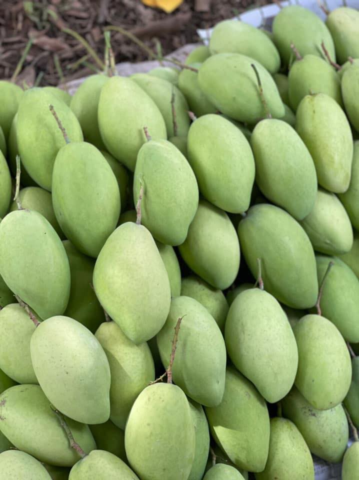 Hội sỉ và lẻ xoài Cát Hòa Lộc Miền Nam