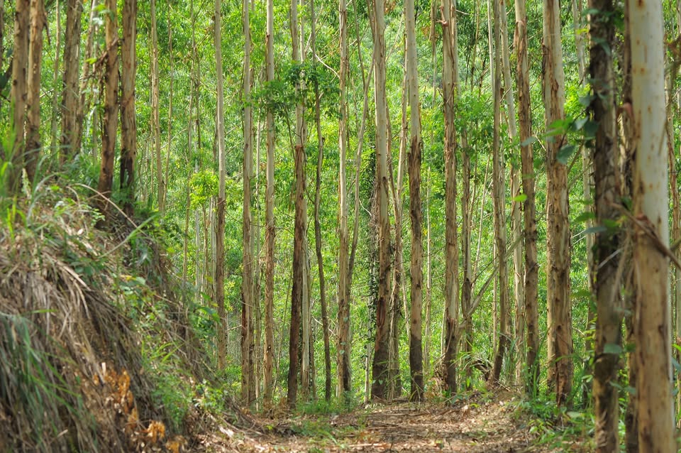 Bất động sản đầu tư đất rừng sản xuất, trang trại, nghỉ dưỡng