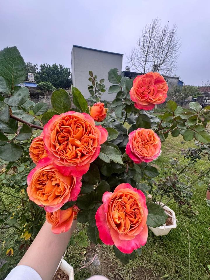 Tuyệt Tình Cốc."Hoa Hồng Cốc"