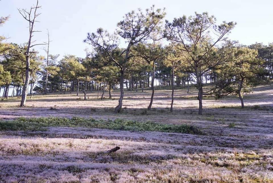 Tôi là dân Đà Lạt