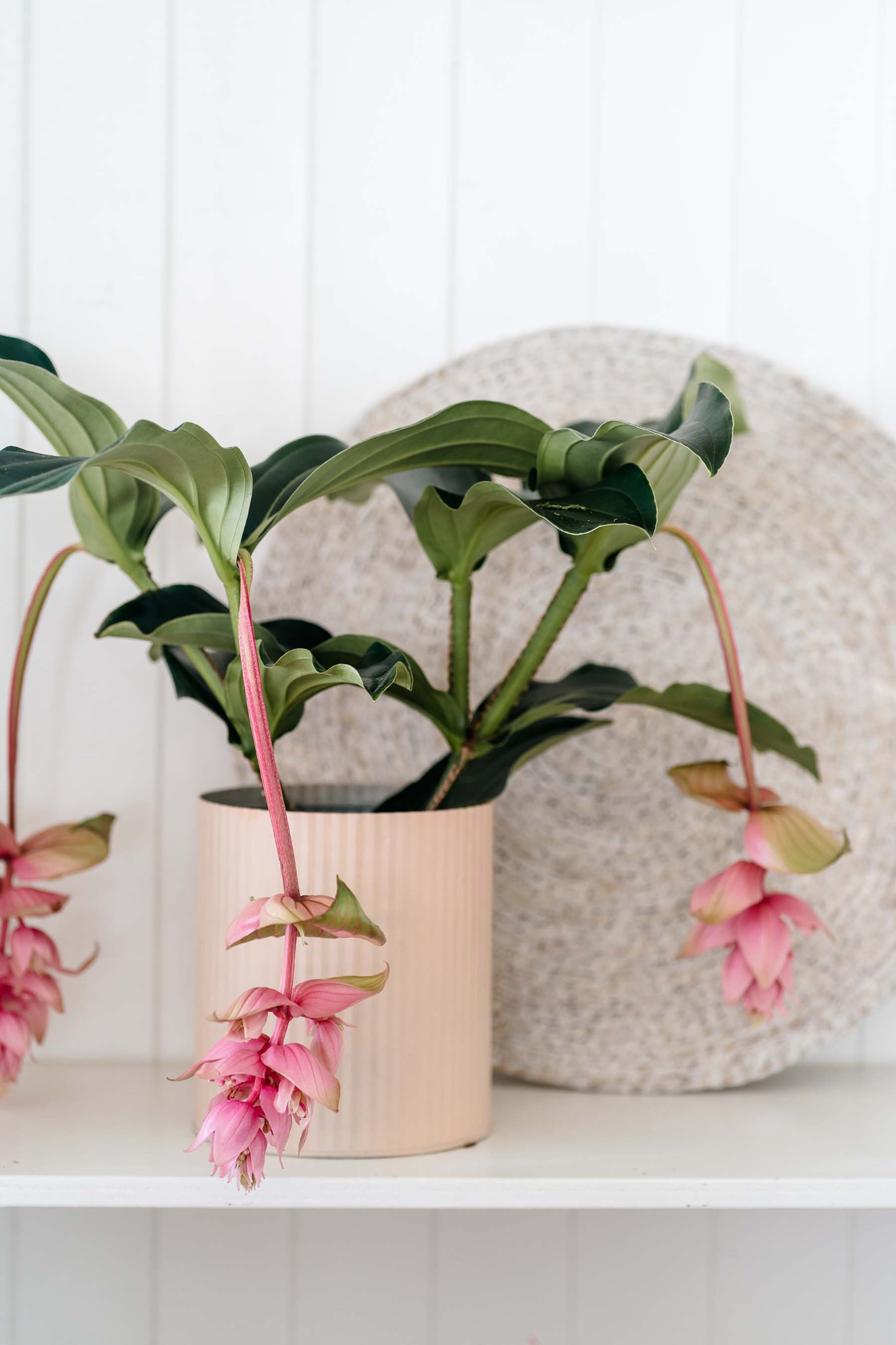 Van der Plas Flowerexport