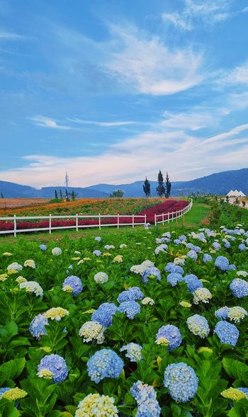 The Florest - Hoa Trong Rừng