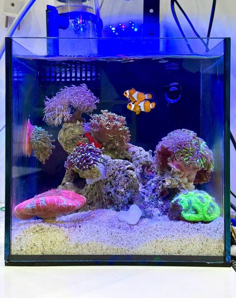 Blue Ocean - San Hô Cá Cảnh Biển