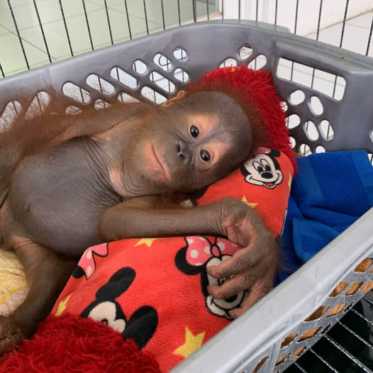 The Orangutan Project