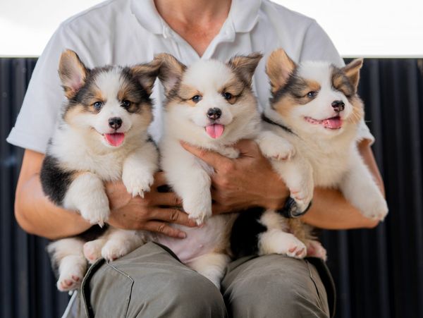 Laputa Trang Trại Thú Cưng