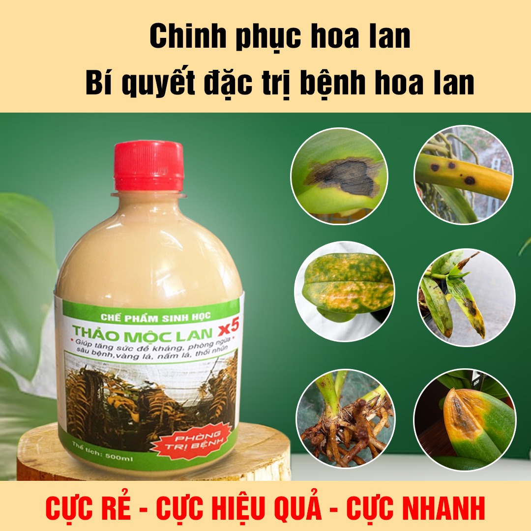 Vườn lan Thu Phương