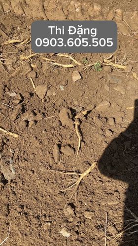 ANaNa - Nhân Sâm Korea