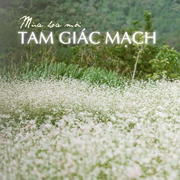 The Florest - Hoa Trong Rừng