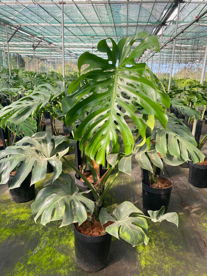 Tiny Plant Workshop - Xưởng Cây Tí Hon