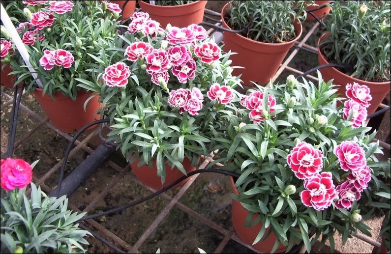 A drip irrigation system isn't so different from a drip email campaign.