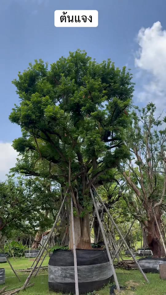 ต้นแจง หน้า32นิ้ว ฟอร์มสวย 🌳 0
