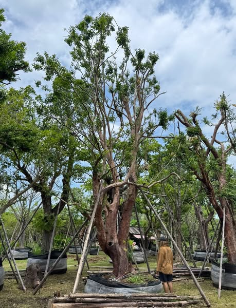 เสม็ดแดง ขนาด 27 นิ้ว 🌳 1