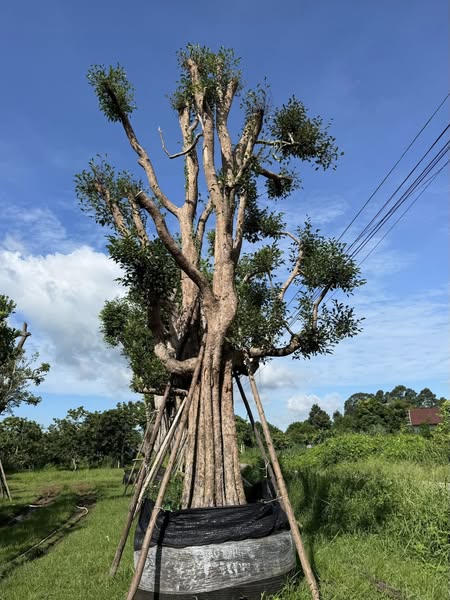ต้นพูนทรัพย์ 1