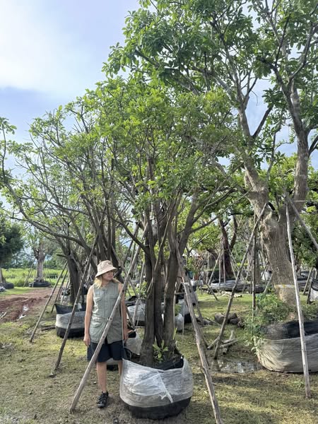ต้นจิกน้ำ (หมากเม่า) ขนาดกำลังน่ารัก 🌳 0
